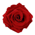 Red One